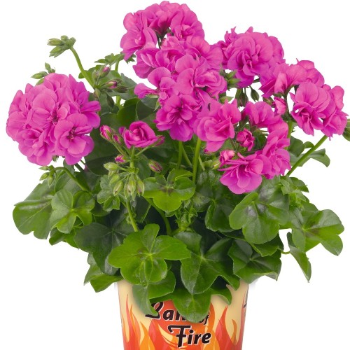 Pelargonium 'Great Balls of Fire Blue' - Pelargoon 'Great Balls of Fire Blue' P9/0,55L